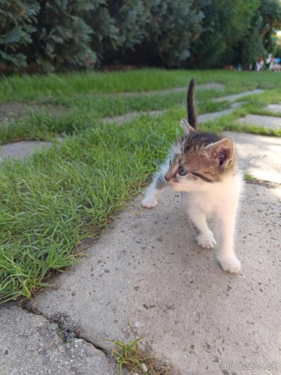 Darujem mačiatka - 5