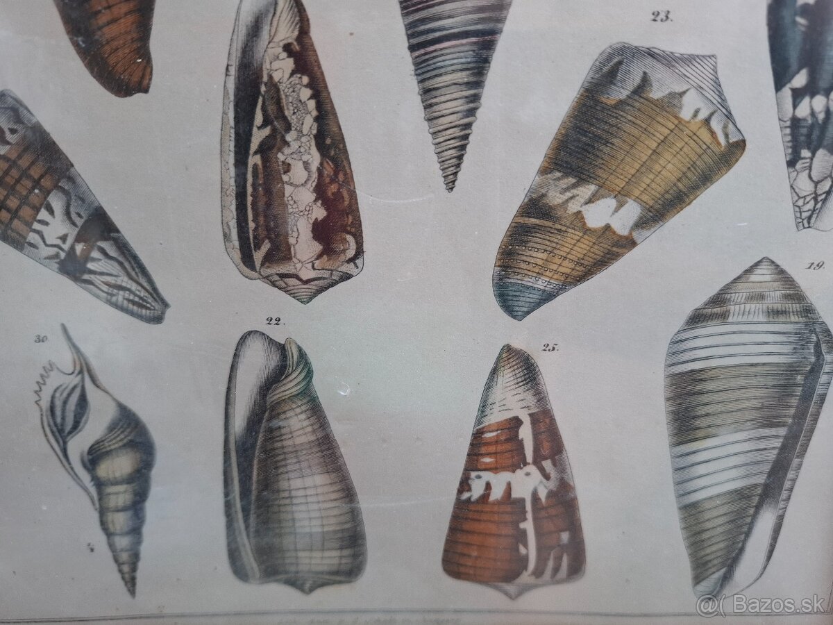 Predám starý obraz Farebná litografia Škeble a lastury 24 € - 5