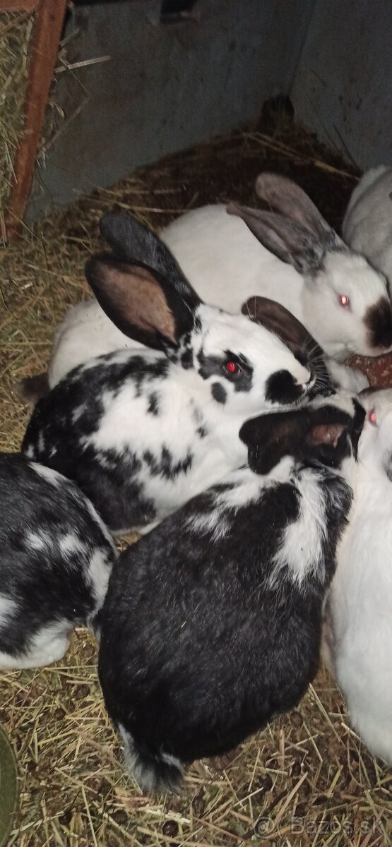 Predám 3 mesačne králiky - 5