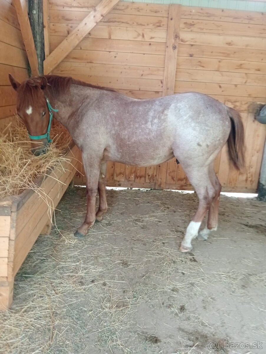 1-ročný žrebček APH - 5