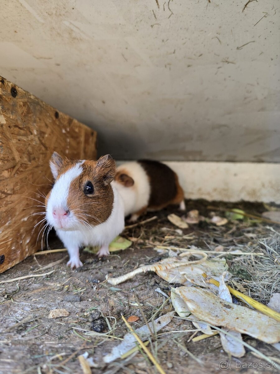 Morské prasiatko - 5