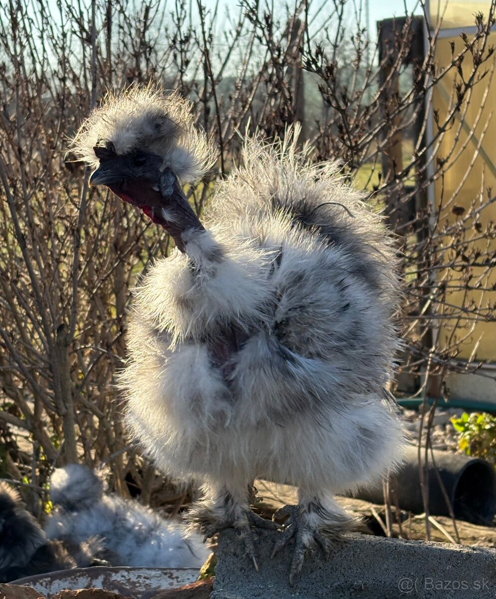 USA-hodvabničky - 5