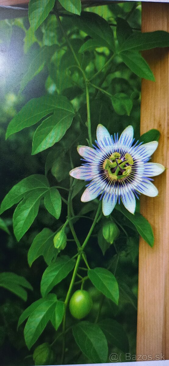 Maracuja Passiflora edulis (mučenka) - 5