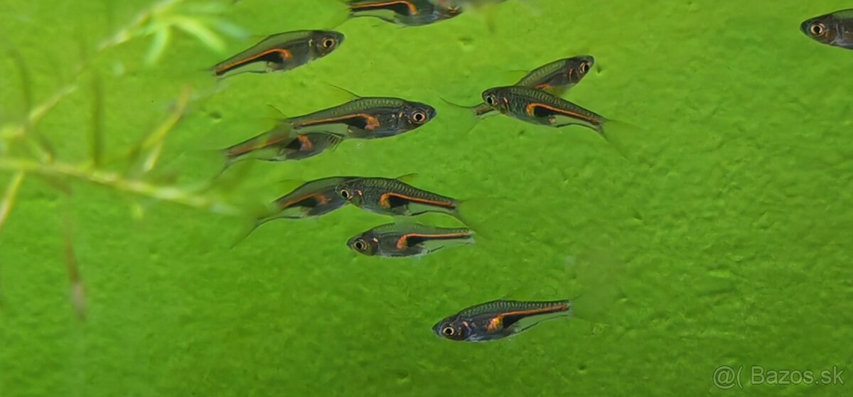 Akvariové ryby (raritky) k odberu - 5