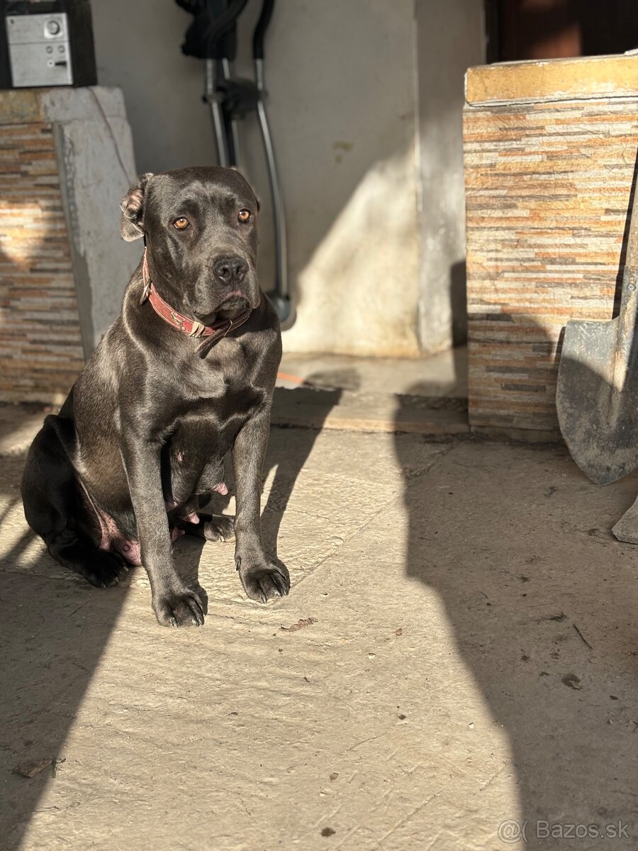 Predám/eladó Cane corso - 5