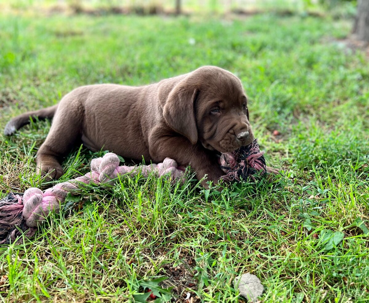 labrador šteniatka - 5