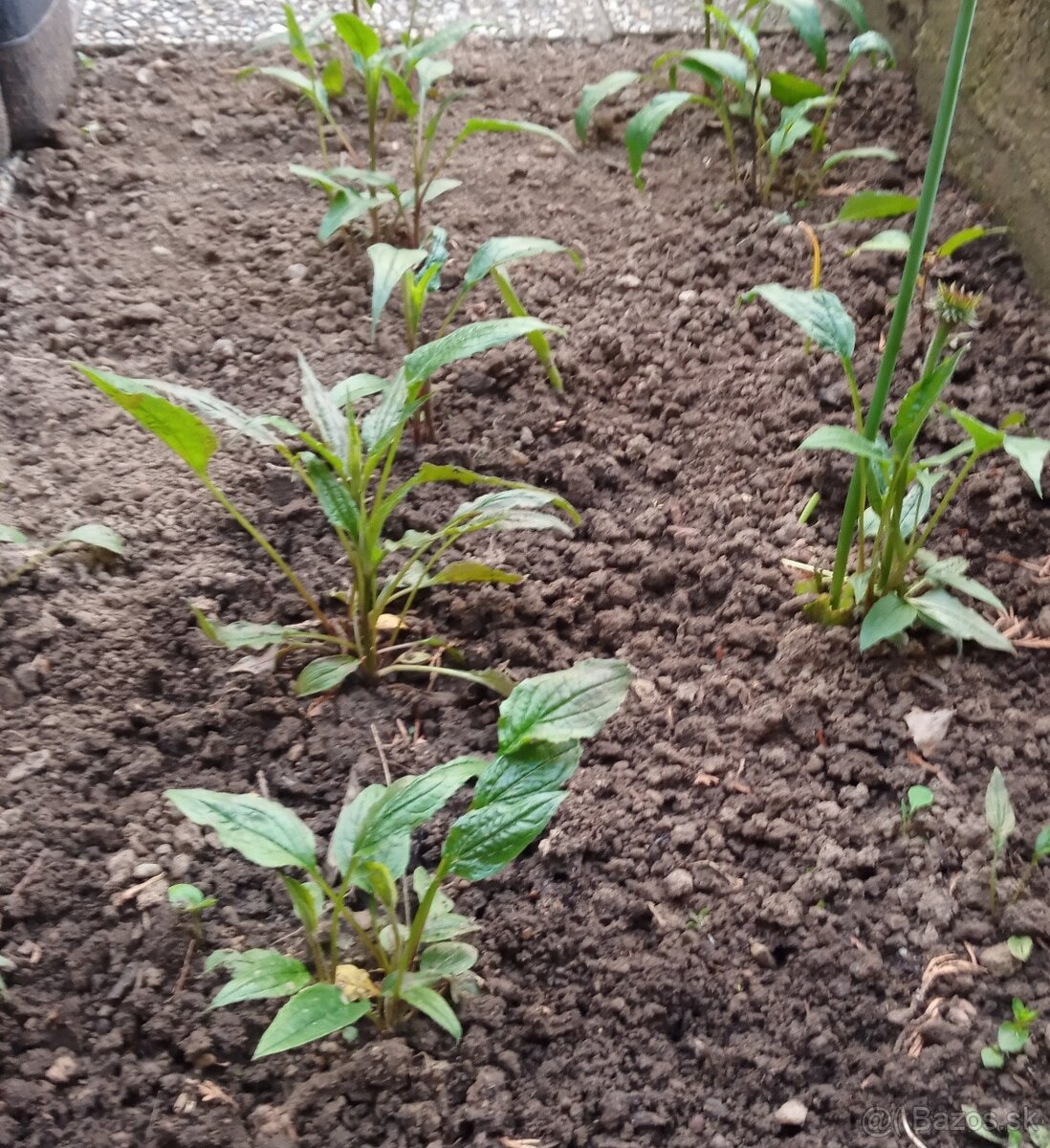 Echinacea hybridná - 5