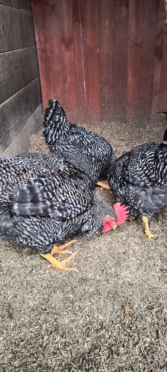 Predám kohútiky liahnute 07/2025 - 5