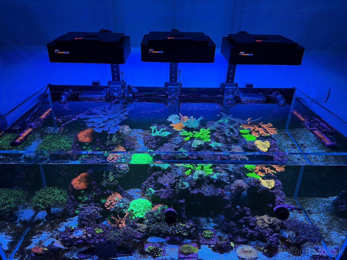 Morské akvárium Blau Set Gran Cubic Super Reef 122 - 5