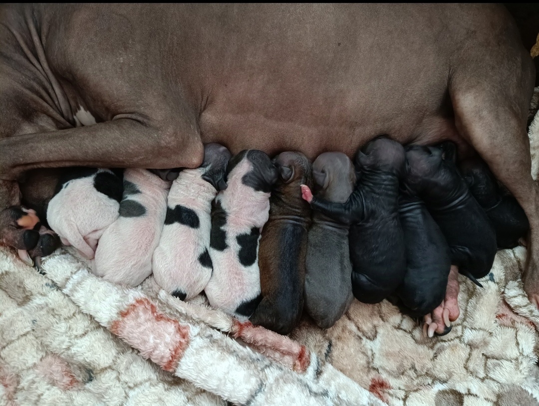 Americký bezsrstý teriér - 5