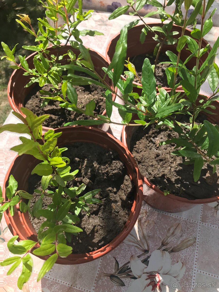 Predám GRANÁTOVNÍK, GRANÁTOVÉ JABLKO - 5