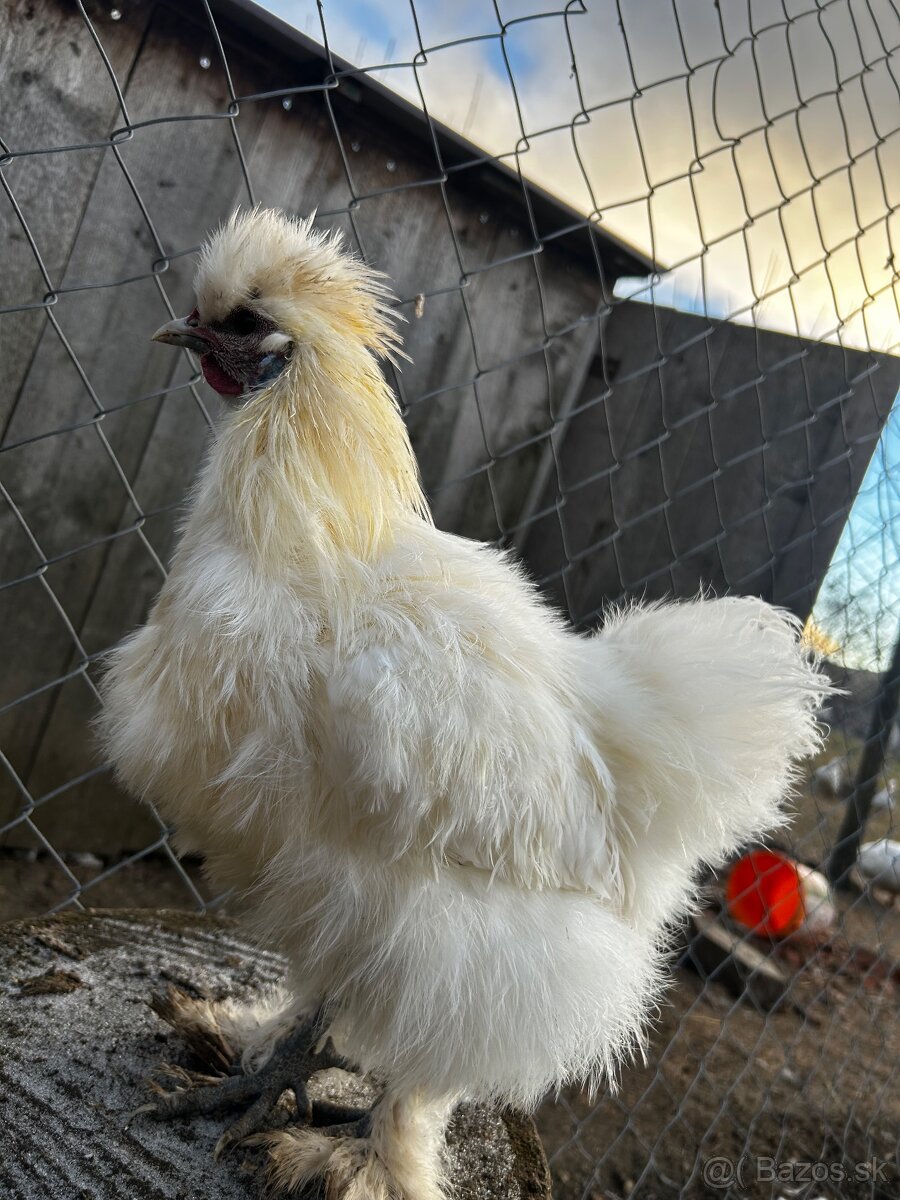 Hodvabničky (kohút) - Silkie - 5