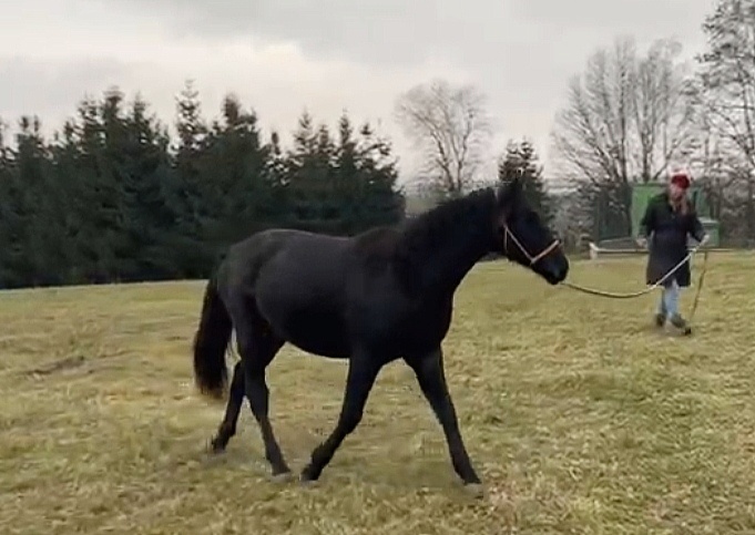 Lusitano x Welsh B - 5