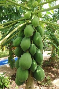 Nova residencni vila v tropech, 180 m2, Yucatan - 5