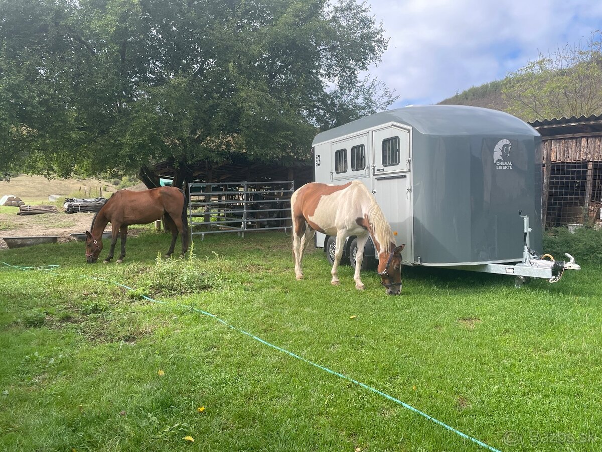 Ustajnenie koní - 5