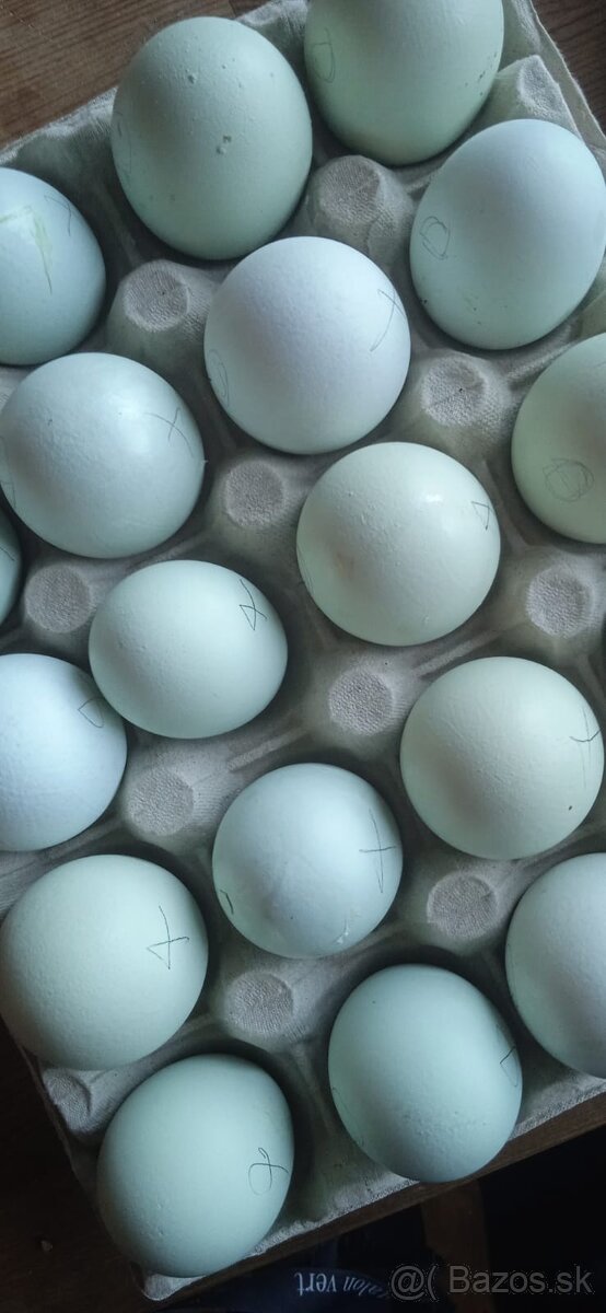 Predám nasadové vajíčka araucana - 5