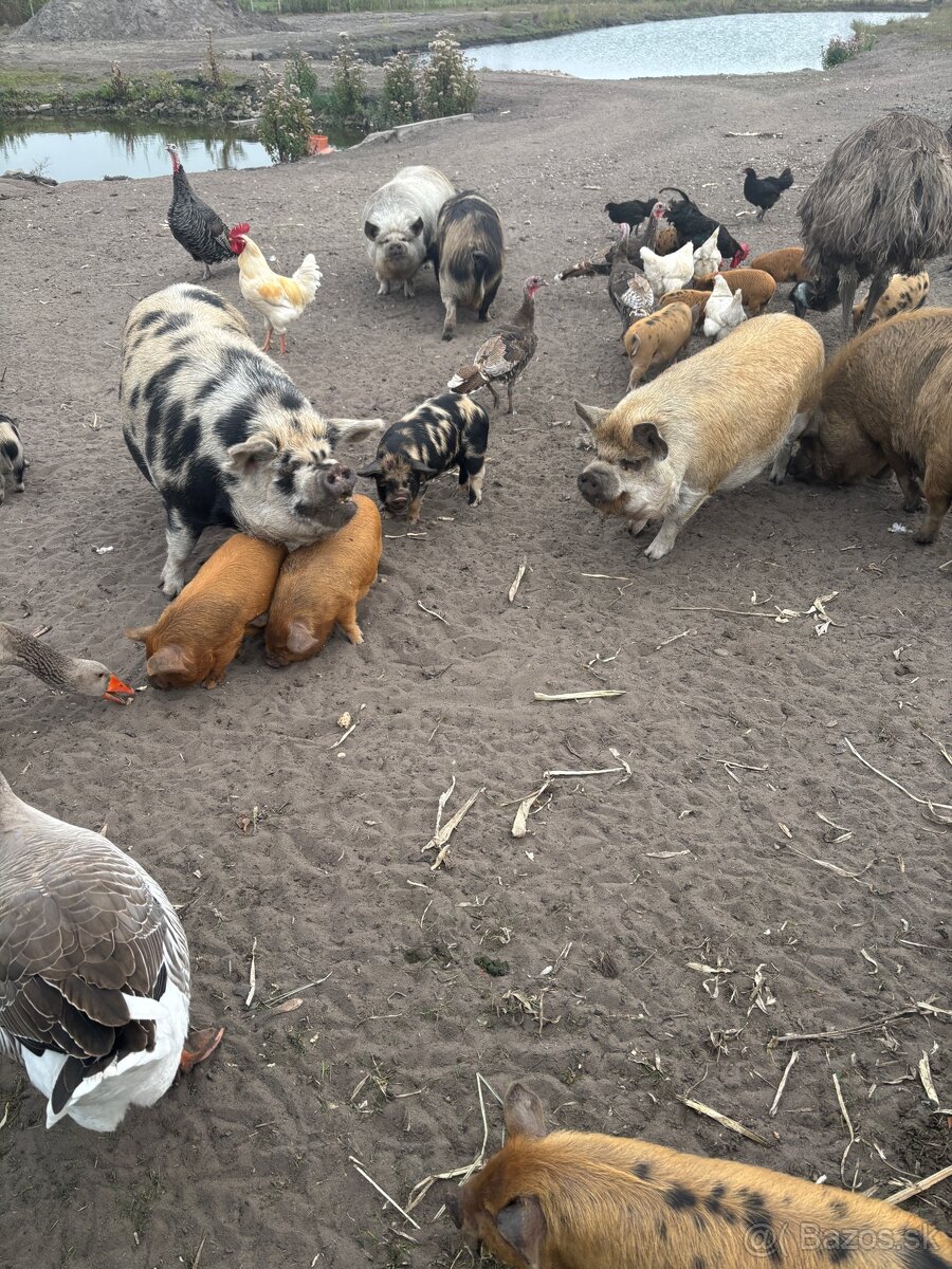 predam Kune Kune - 5