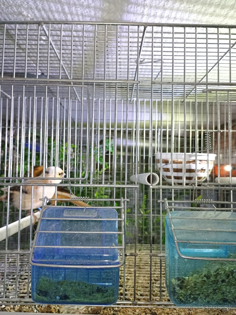 Predám drobotinu - 5