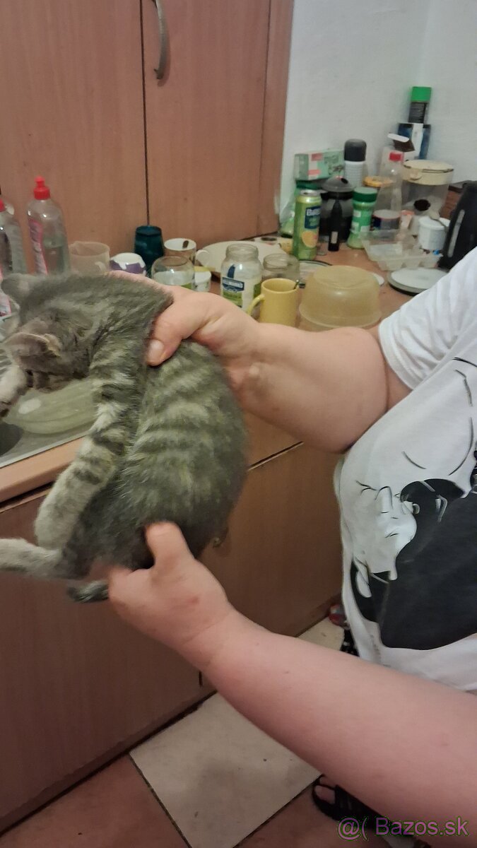 Darujem mačky a kocurikov - 5