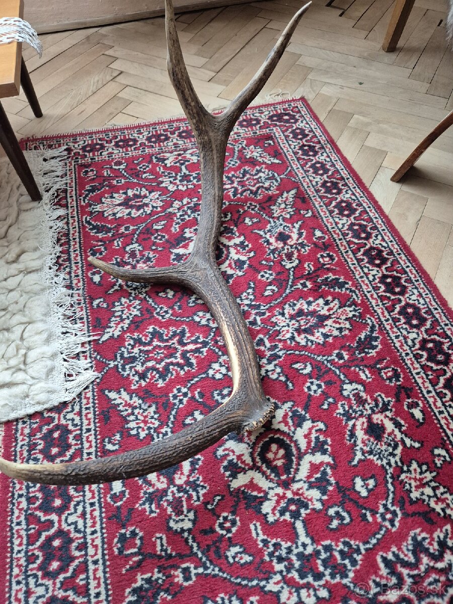 Predám trofeje jeleňov - 5