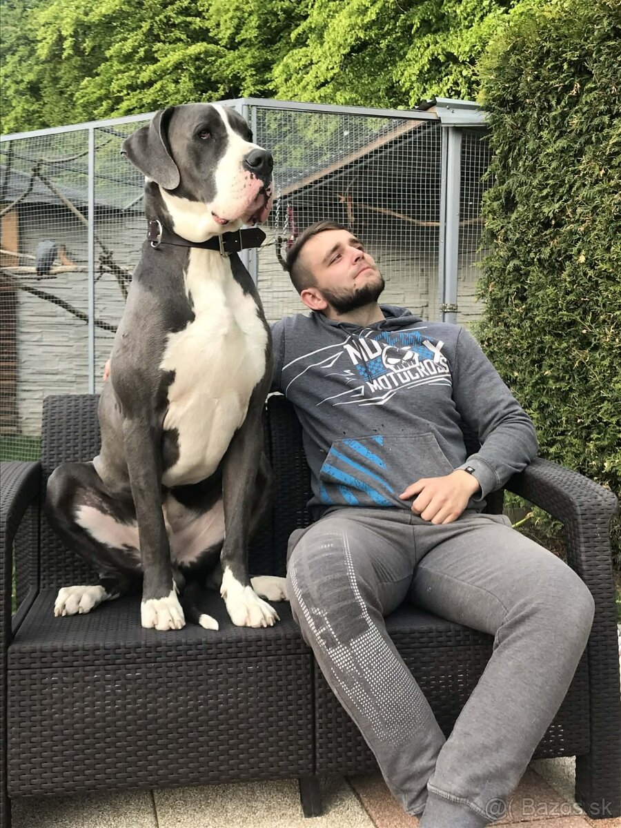 Cane Corso, Nemecka doga - 5