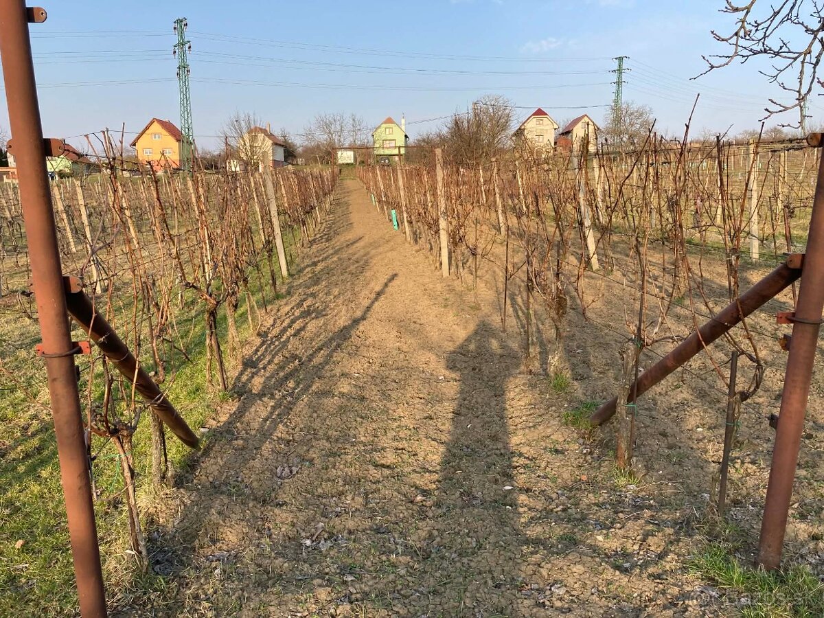 Vinica v srdci Skalických vinohradov - 5