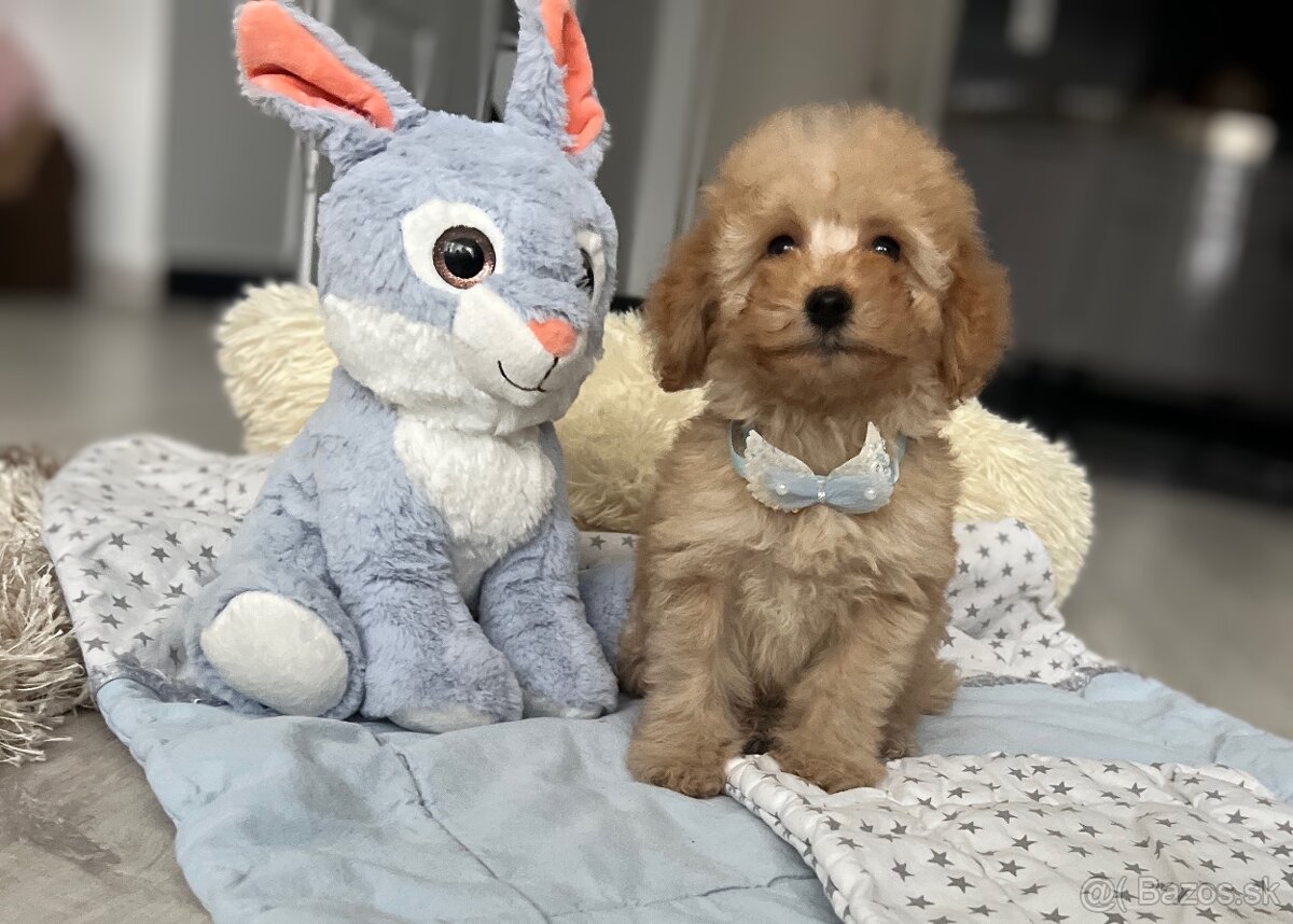 Toy pudlíčik, pudel - 5