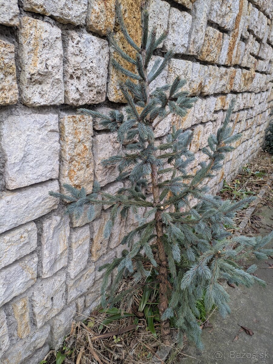 Živý vianočný stromček - 5