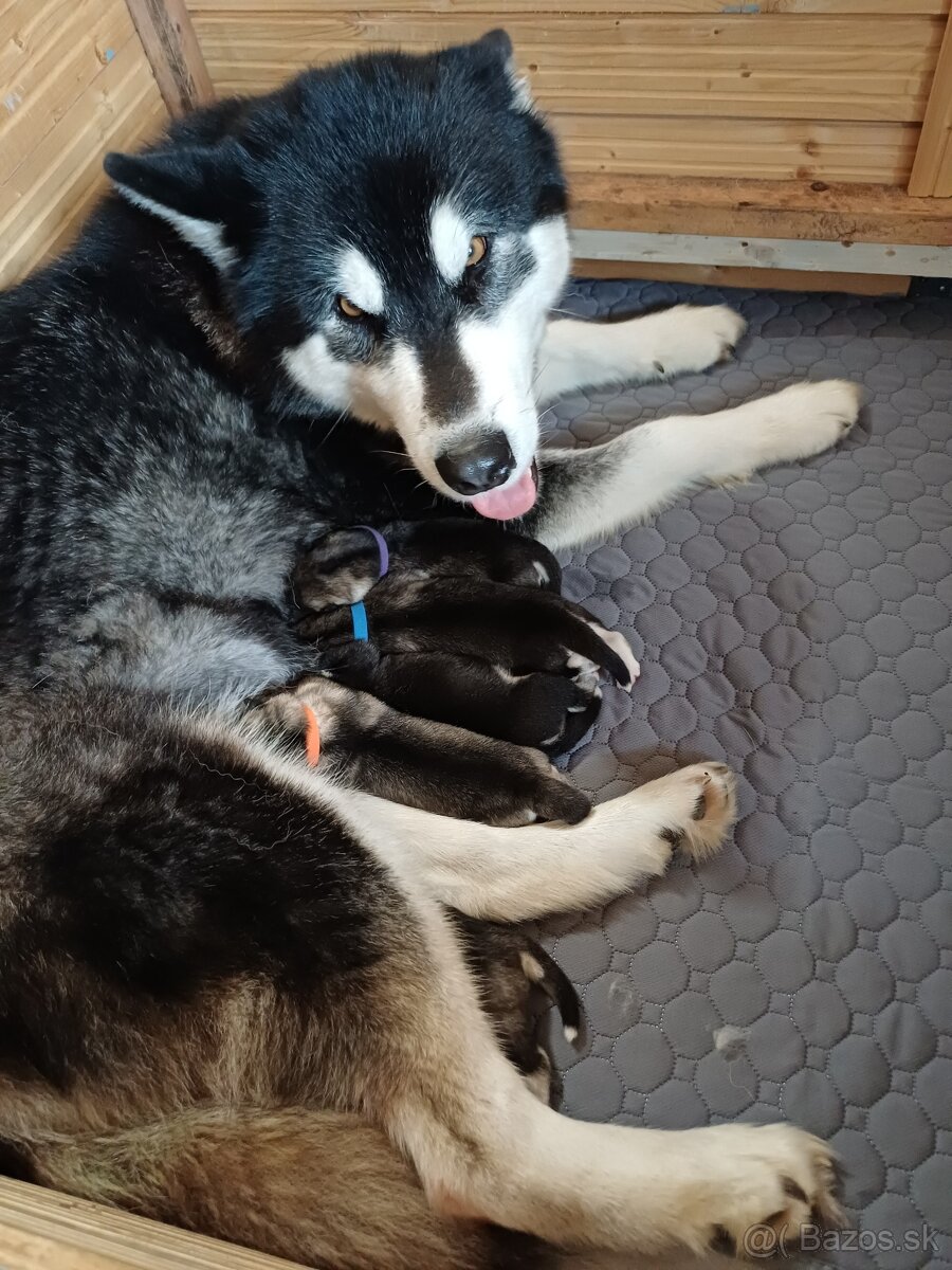 Aljašský malamut - šťěňátka s PP - 5