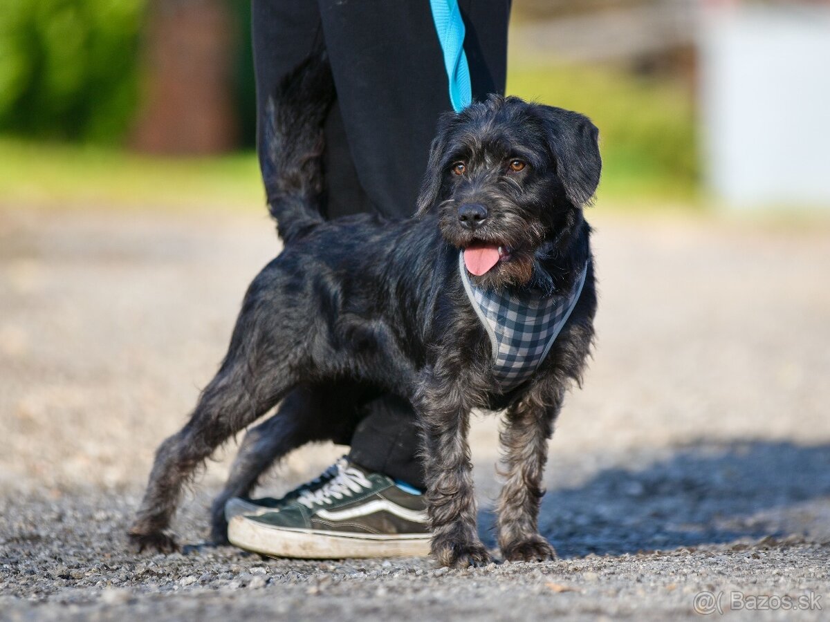 Darujem malú strapatú sučku Muriel - mix bradáč / jazvečík - 5