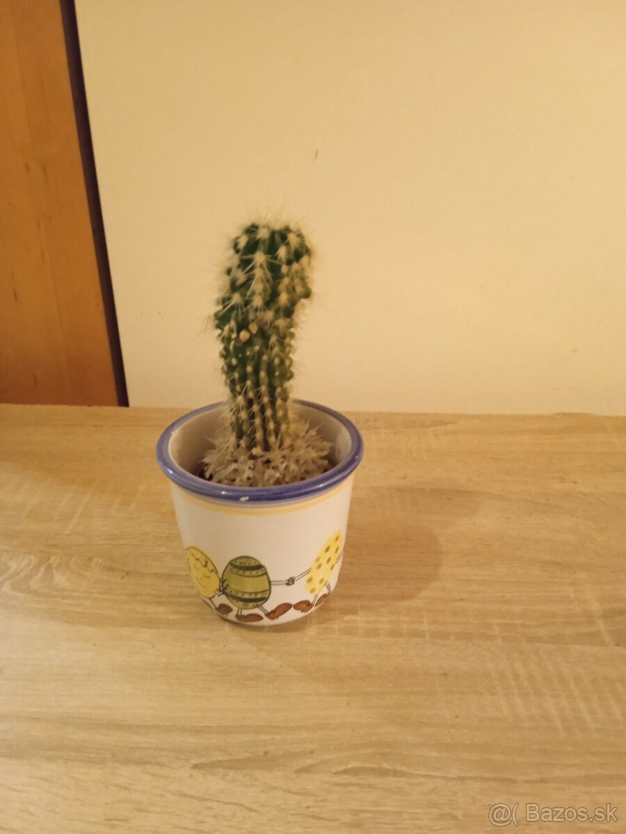 Darujem kaktusy - 5