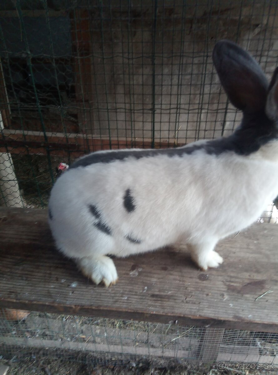 Nemecký obrovitý strakáč - 5