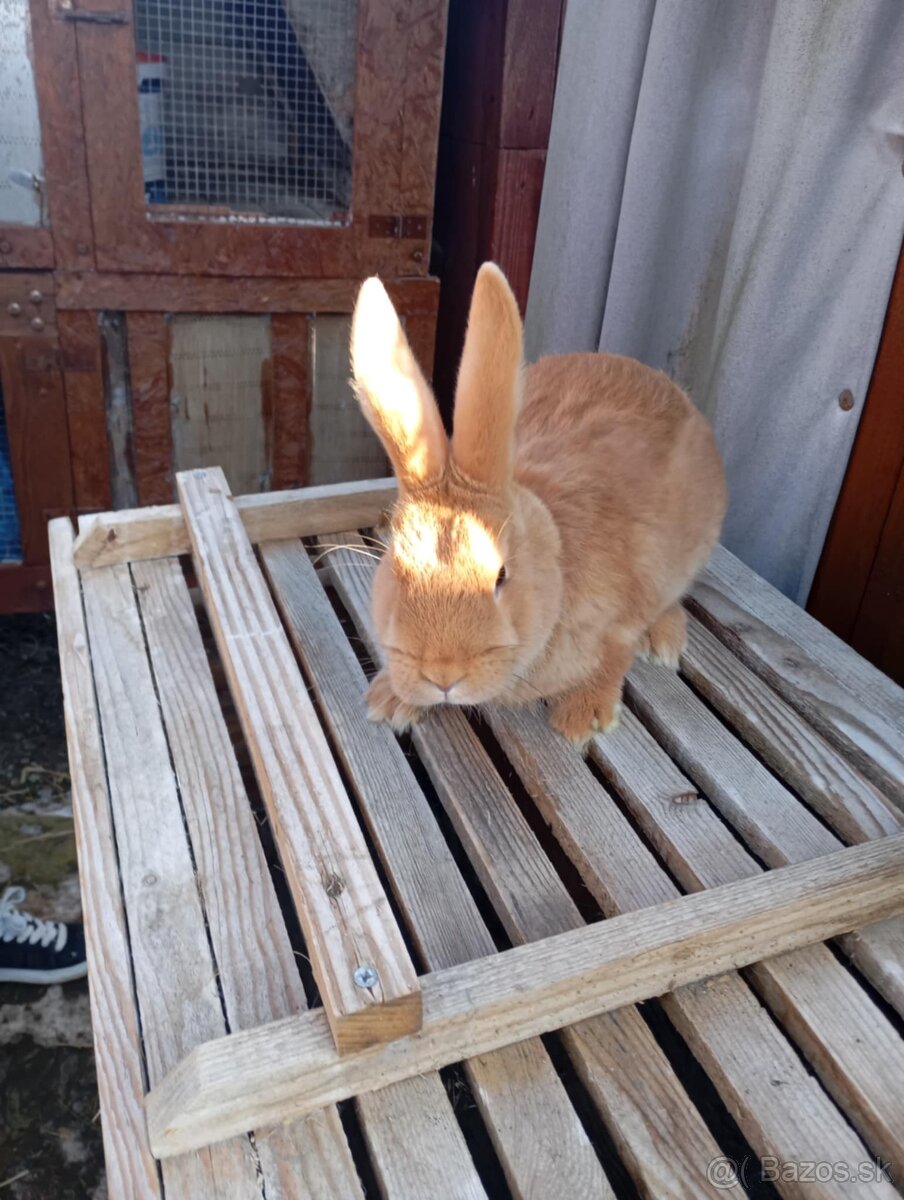 Burgunsky -Maklembursky - 5