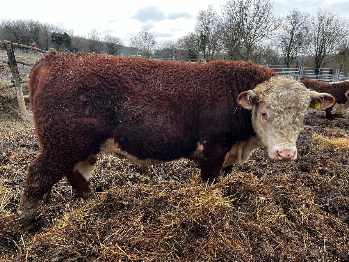 Plemenný býk Hereford - 5