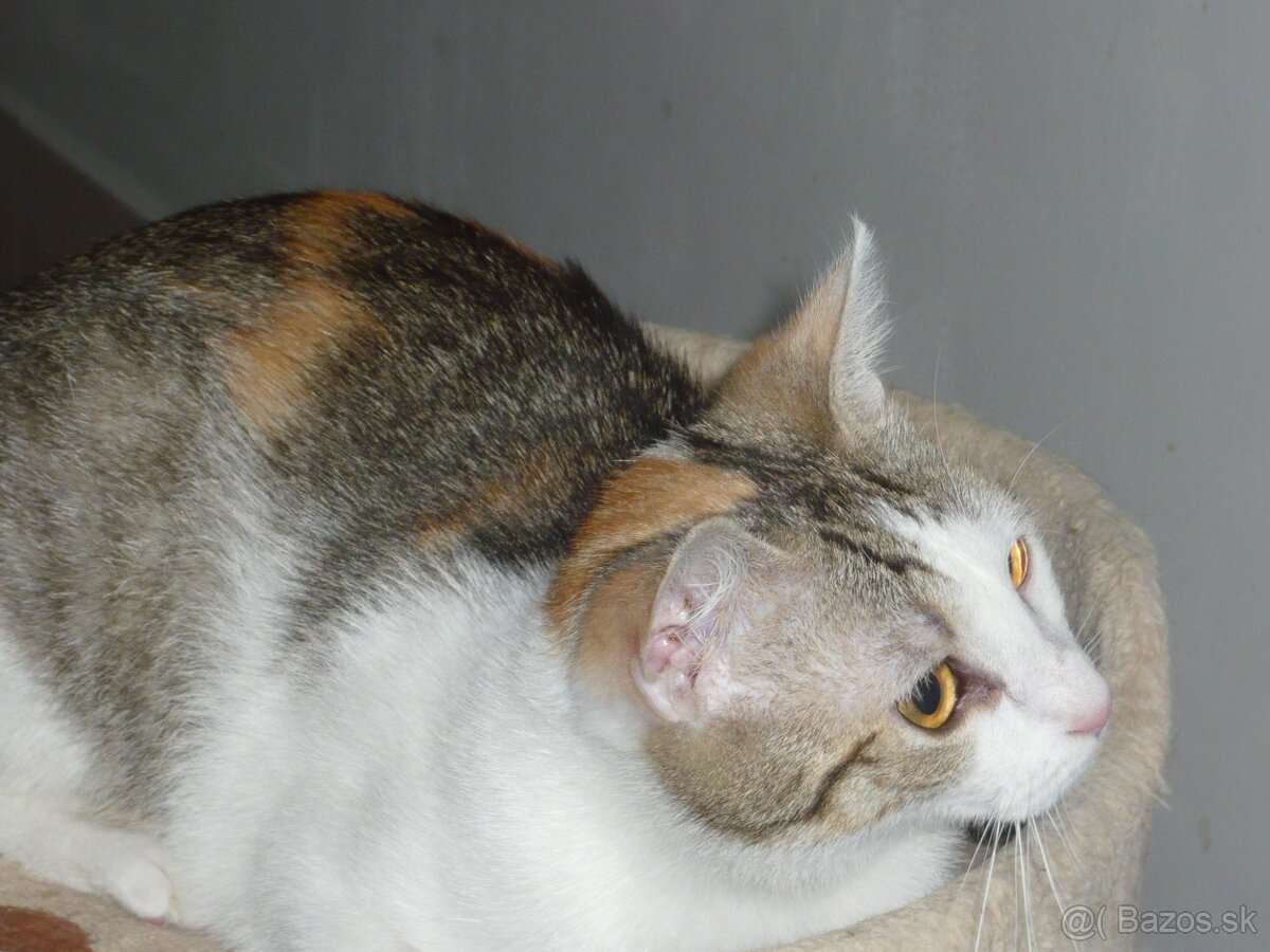 TROJFAREBKA - PRÁVE PRE VÁS - 5