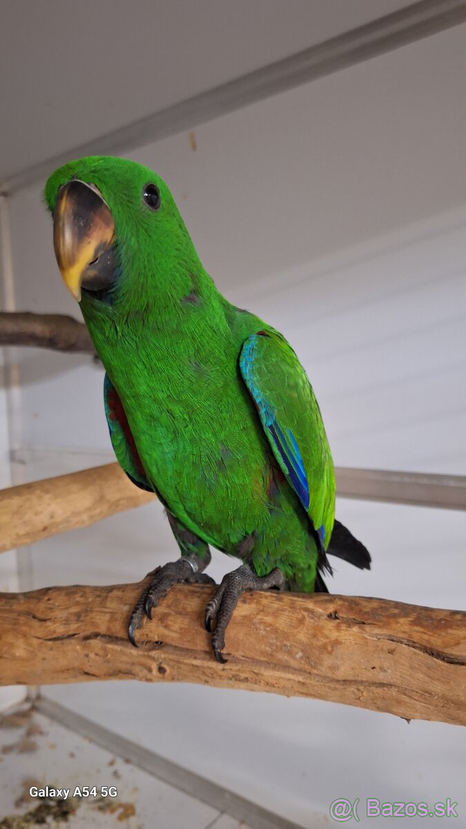 Eklektus Polychloros - 5