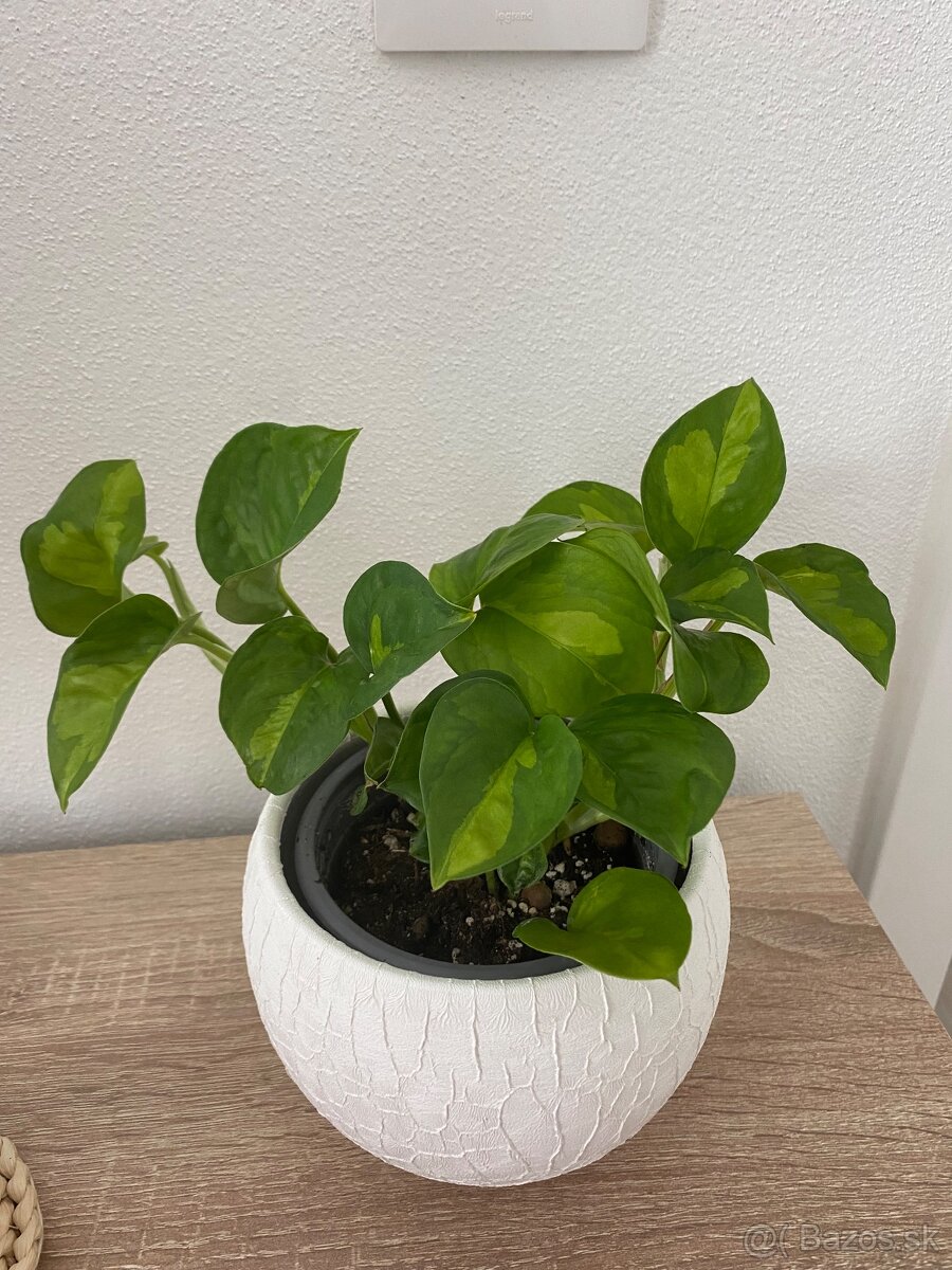Izbová rastlina - 5