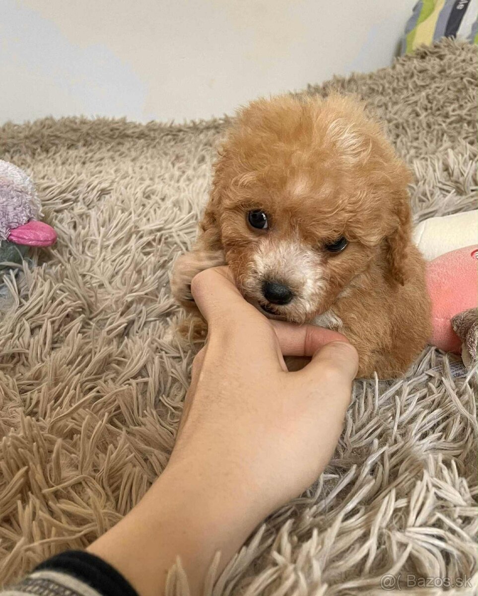 Red and white mini Maltipoo girl - 5