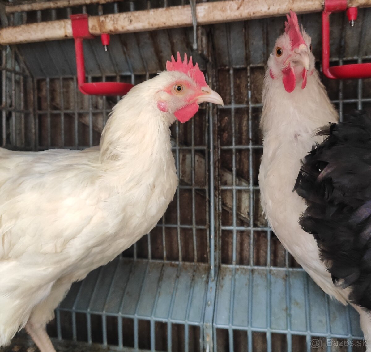Mladé kohúty - 5