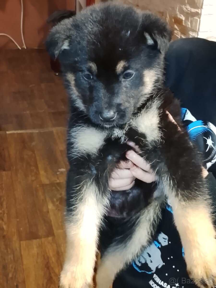 Predam steniatka - 5