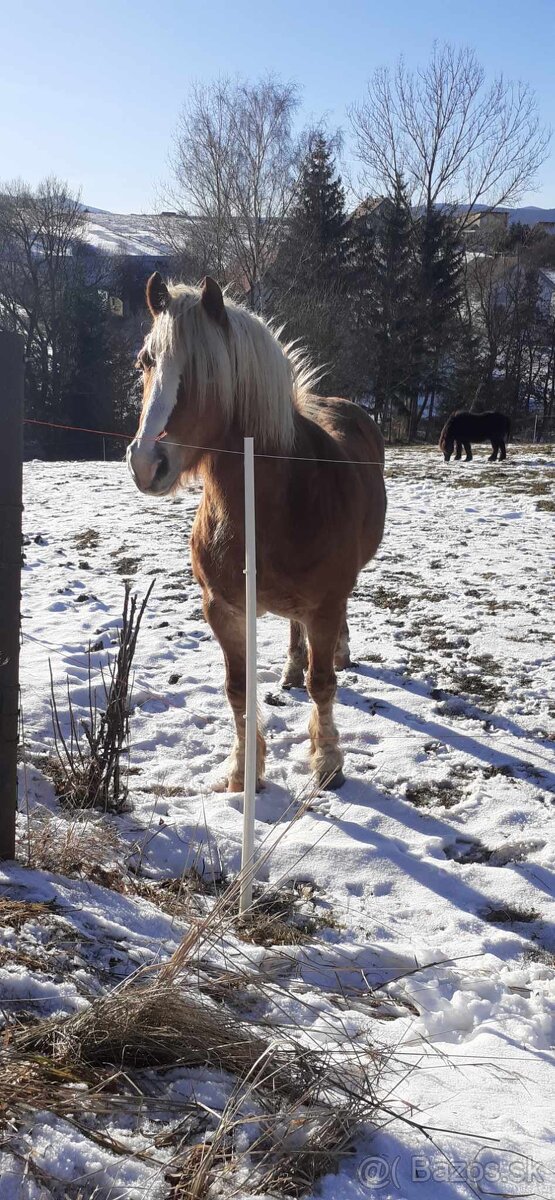 Haflinger a poník na predaj - 5