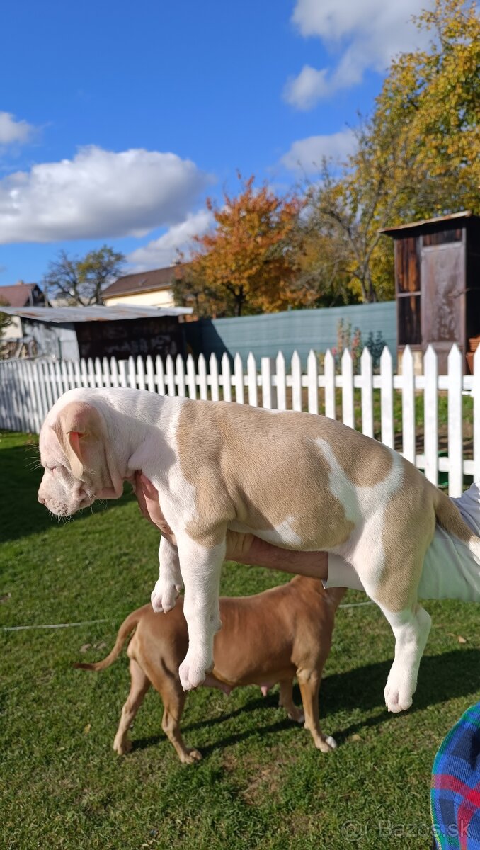 American Bully XL - 5