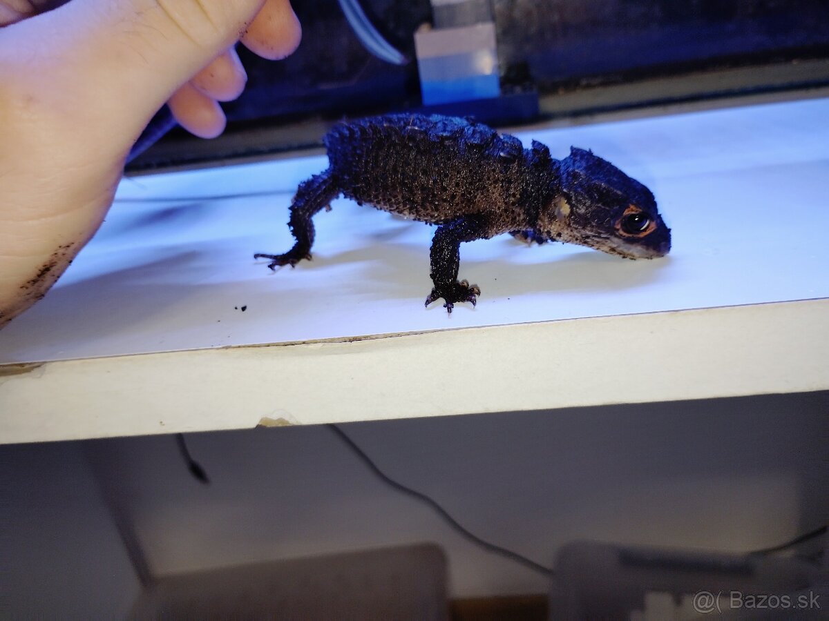 Helmoscink okuliarnatý ( red eyed crocodile skink) - 5