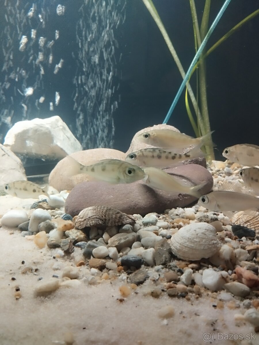 cichlida africká - 5