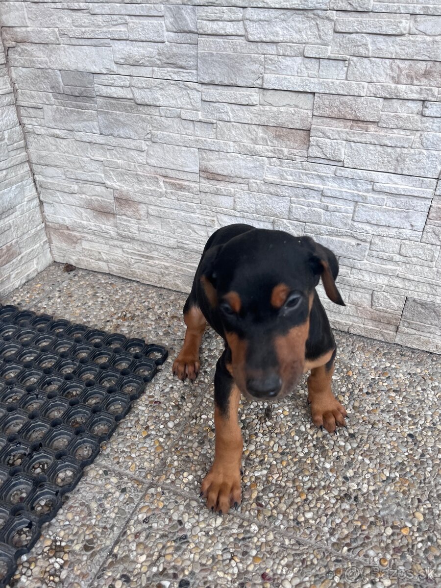 Predám šteniatko Dobermana - 5