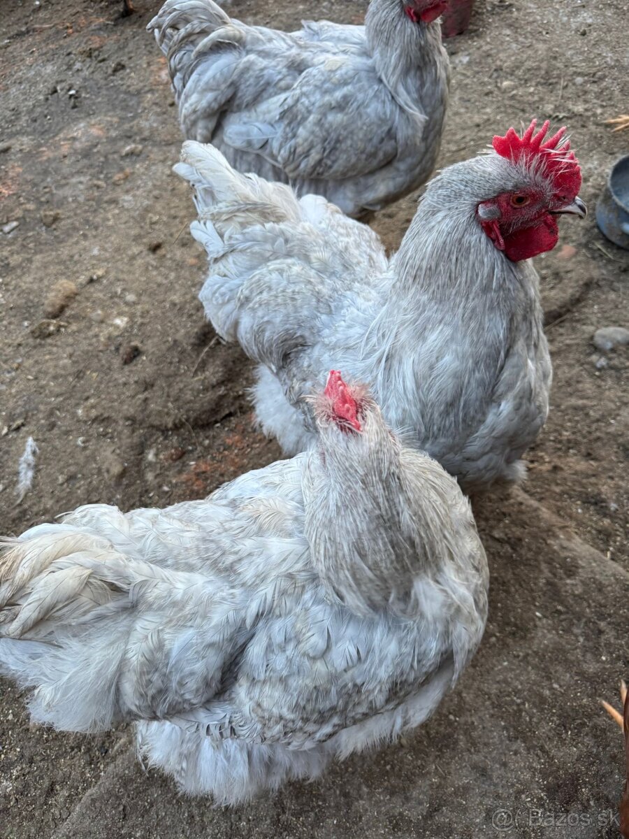 Orpington Levander - 5