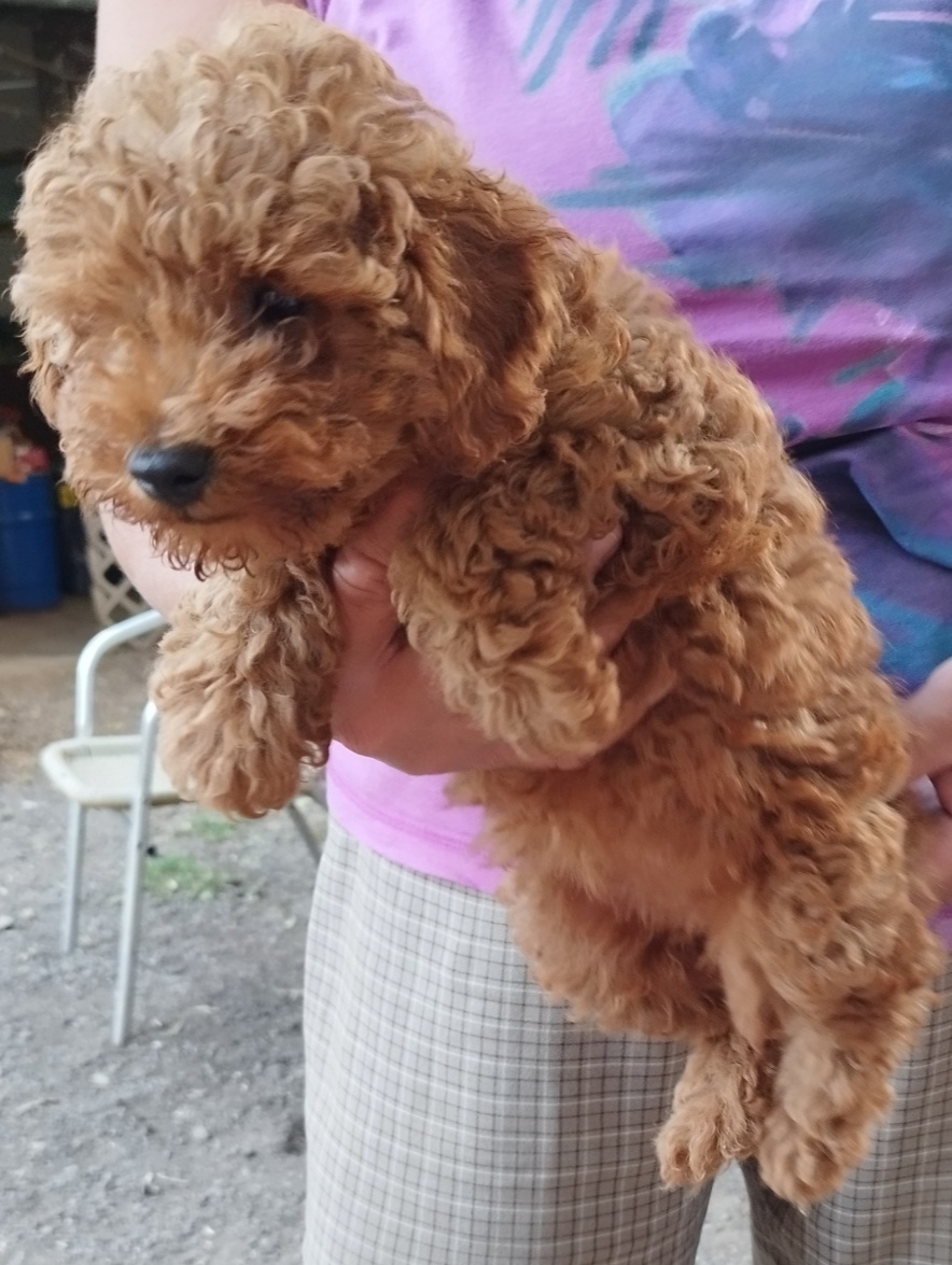 Pudel trpaslíci. - 5