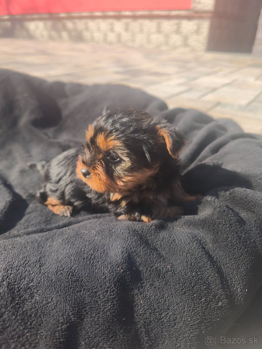 Yorkshire terrier - 5