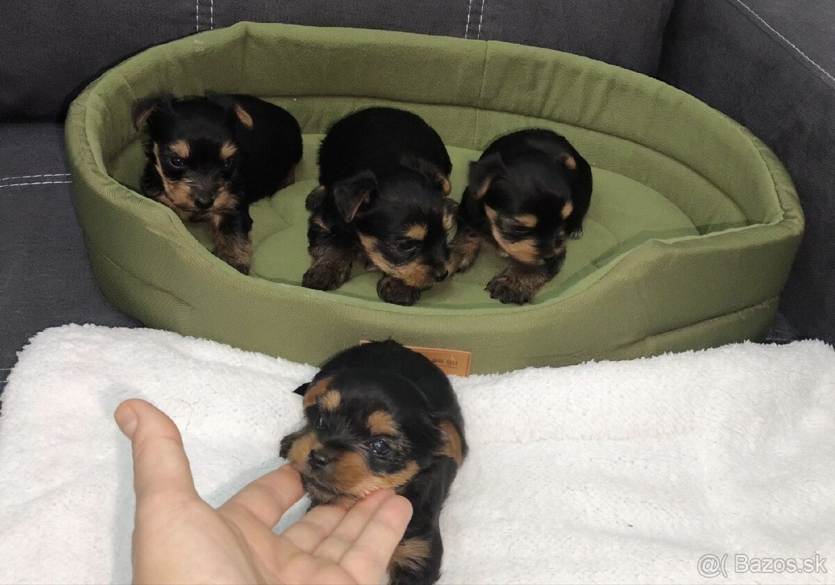 Mini Yorkshire terrier - 5