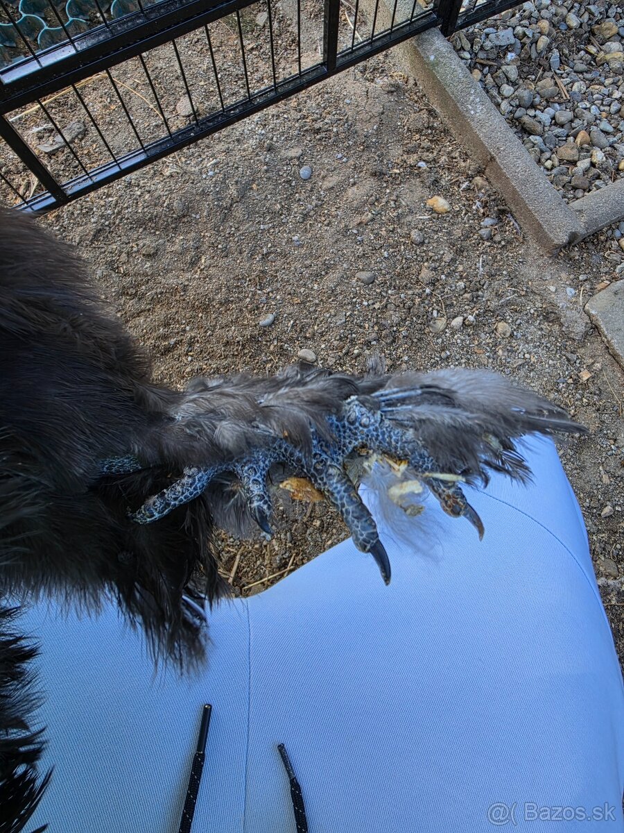 Hodvábničky USA - kohútik - 5